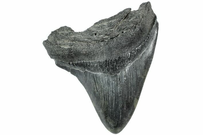 Fossil Megalodon Tooth - South Carolina #208594